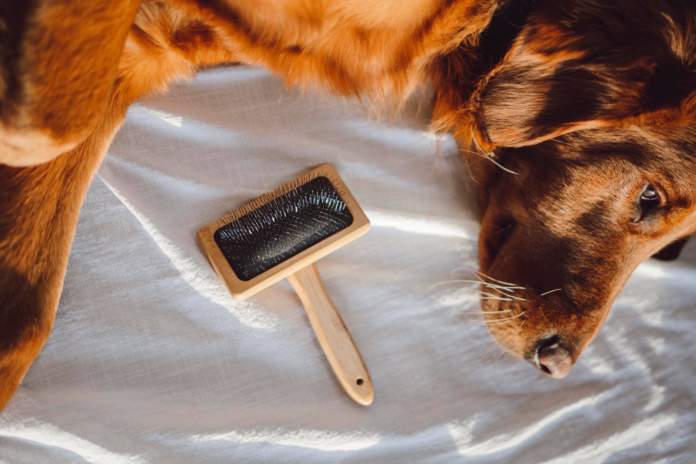 Pet Hair Brush