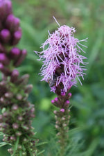 Load image into Gallery viewer, Liatris spicata (Blazing Star)-Pink
