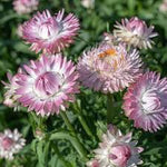 Load image into Gallery viewer, Strawflower-Silvery Rose
