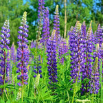 Load image into Gallery viewer, Lupinus perennis (Wild Lupines) Seeds

