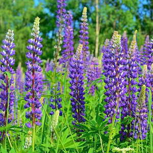 Lupinus perennis (Wild Lupines) Seeds