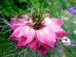 Load image into Gallery viewer, Nigella - Persian Rose ‘Love in a Mist’
