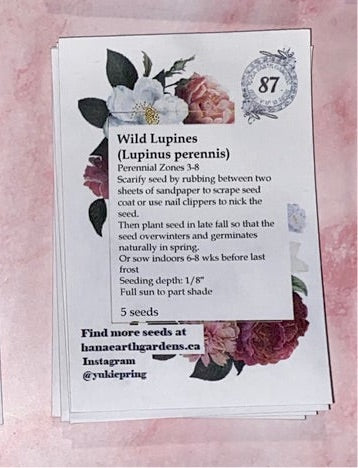 Lupinus perennis (Wild Lupines) Seeds