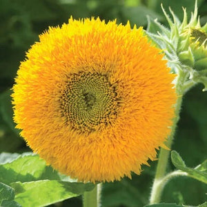 Sunflower - Teddy Bear