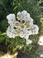 Load image into Gallery viewer, Pearly Everlasting (Anaphalis margaritacea)
