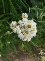 Load image into Gallery viewer, Pearly Everlasting (Anaphalis margaritacea)
